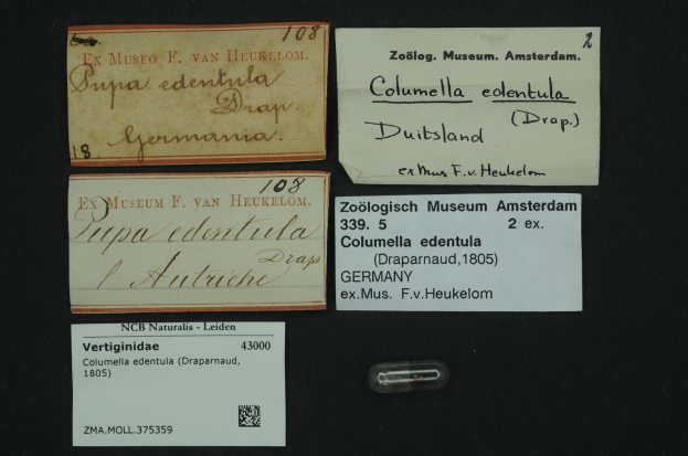 Alte Visitenkarten und ein kleines Papier mit einem Barcode, einige Textstellen, die sich auf "columella edentula" beziehen, ein in den Niederlanden verwendetes Medikament.