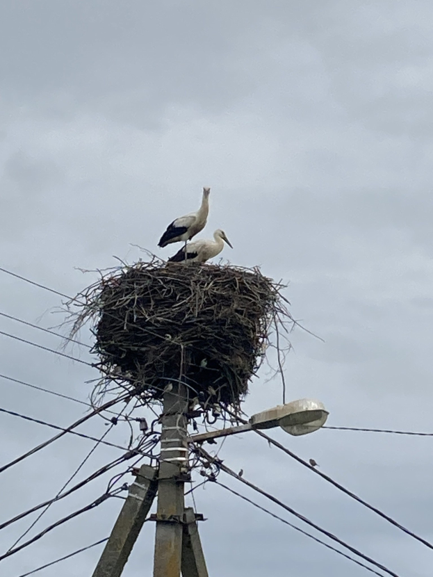 Zwei Weißstörche auf einem Nest auf einer Strommast, mit einer Straßenlaterne, die sie beleuchtet und Drähte, die entlang des Mastes verlaufen.