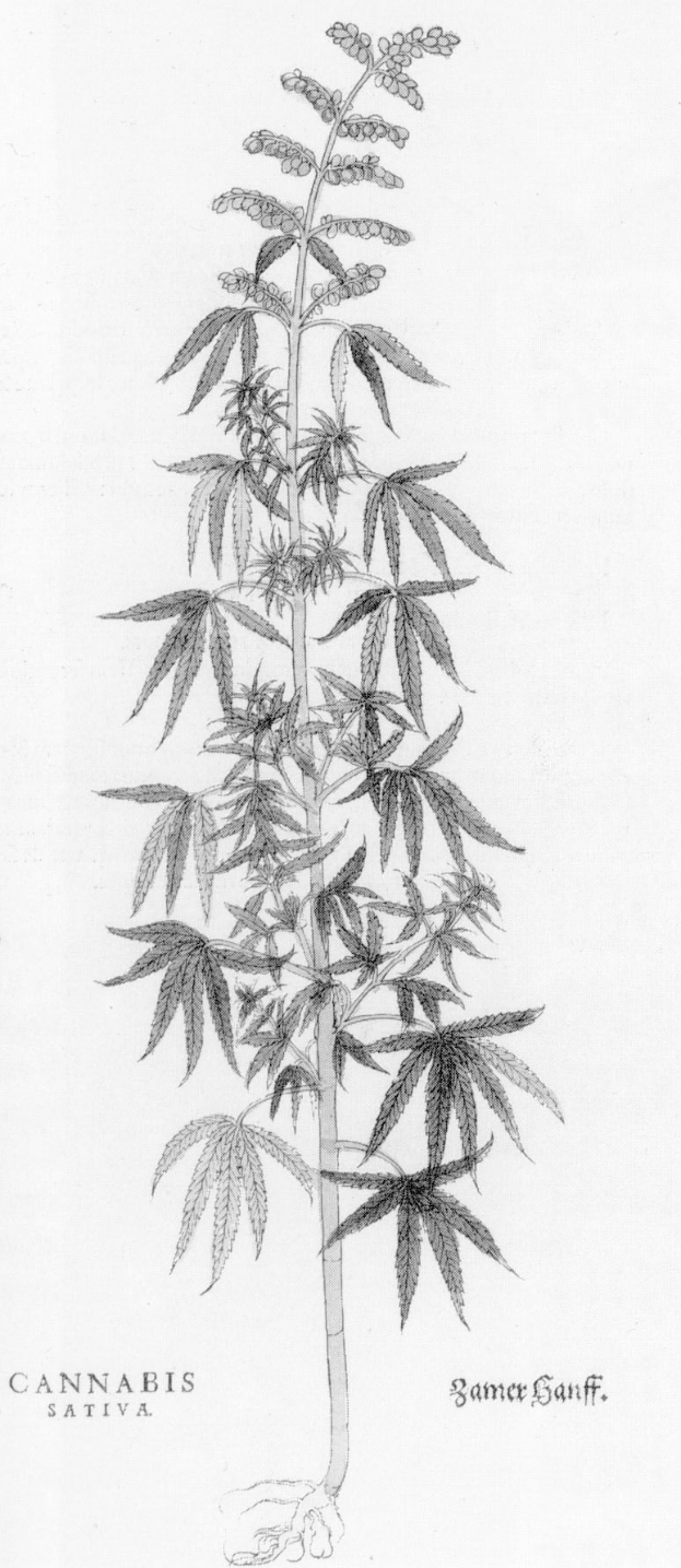 Schwarze und wei├če Strichzeichnung einer Cannabis Sativa-Pflanze mit beschriftetem Text unten.