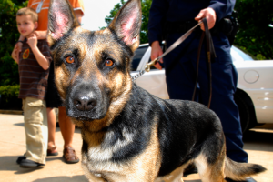 Ein Polizist steht neben einem schwarzen, braunen und weißen Deutschen Schäferhund an einer Leine, mit Menschen, Fahrzeugen, Bäumen und Himmel im Hintergrund.